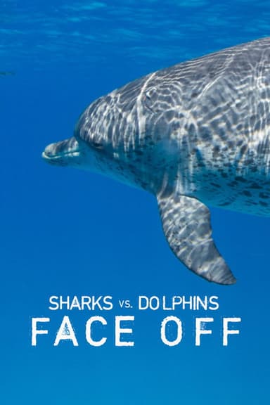 Sharks Vs. Dolphins: Face Off