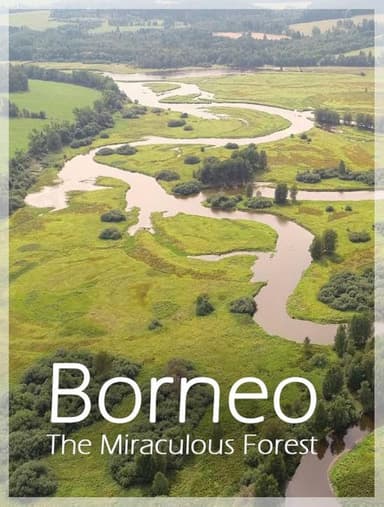 Bornéo, la forêt miraculée