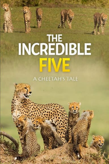 The Incredible Five: A Cheetah's Tale