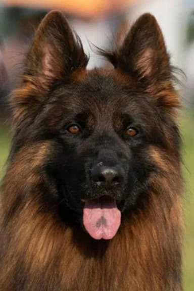 Эрос Тим Торретта